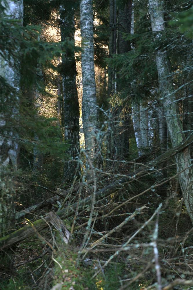 Keskkonnaotsustes saab osaleda tihti vaid kohtu kaudu