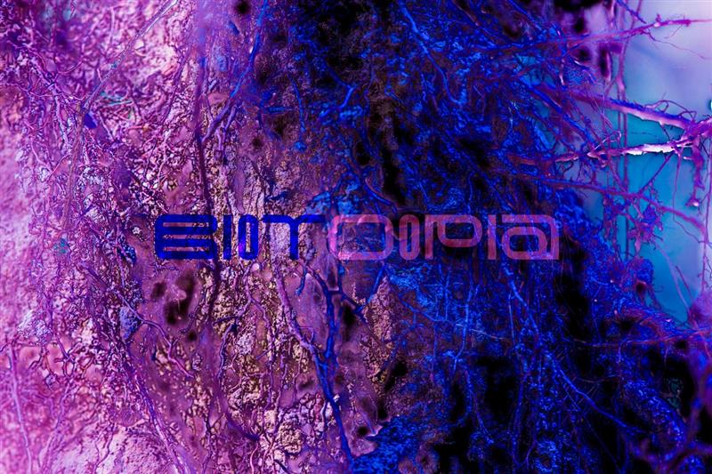 Kunsti roll ühiskonnas ja biosfääris