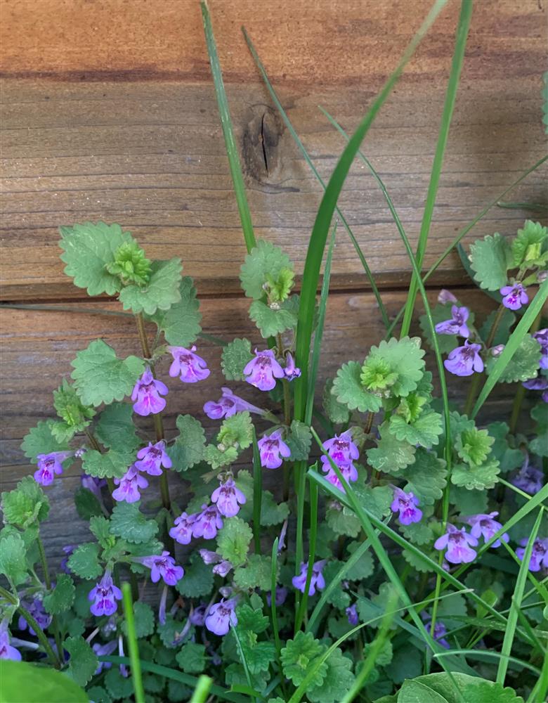 Eesti ravimtaimedest XII