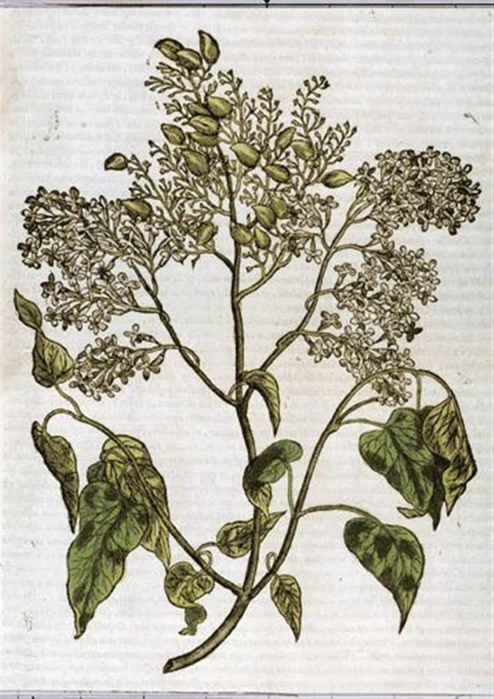 Ja sirelite õitseaeg on käes