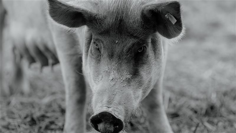 Põlluaasa sea portree