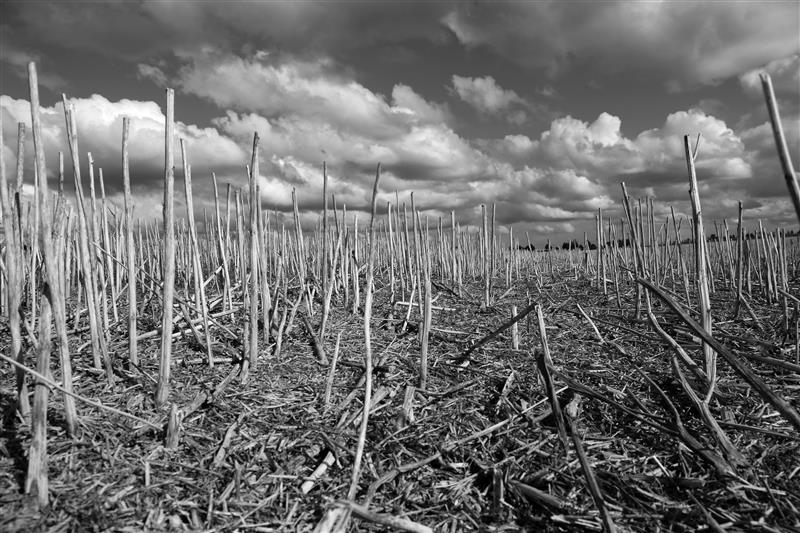 Kliimamuutus ja elurikkuse h&auml;vimine on  &uuml;he ja sama m&uuml;ndi eri pooled