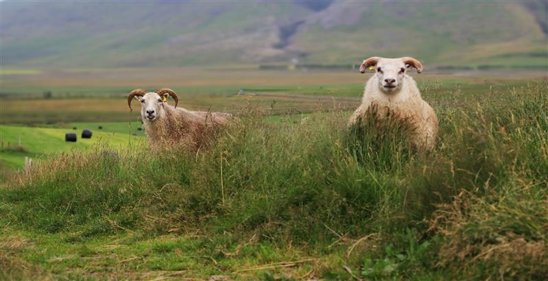Loomade õigused ja kliima soojenemine