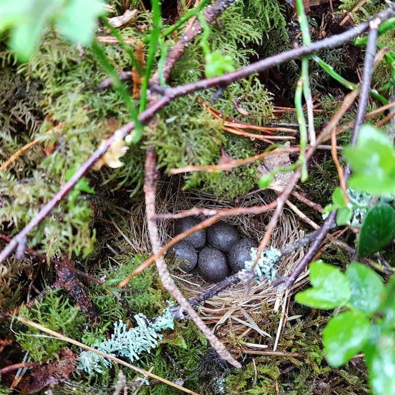 Metsapoleemika viiendal aastal tehti mets puust ja punaseks