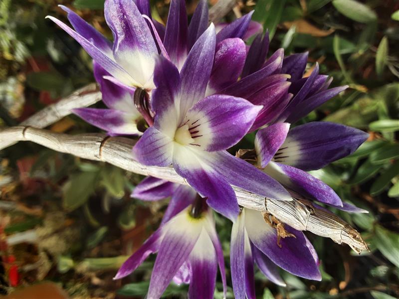 Kaunid ja kummalised orhideed