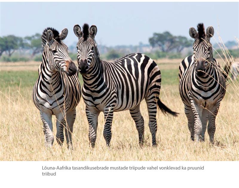 Ääremärkusi teaduse vahelt. Kosmopoliitne selgroogsenukrus pildis ja sõnas