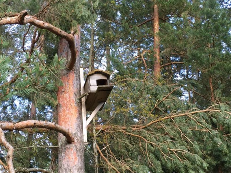 Kihnlased, tõeline veelinnurahvas