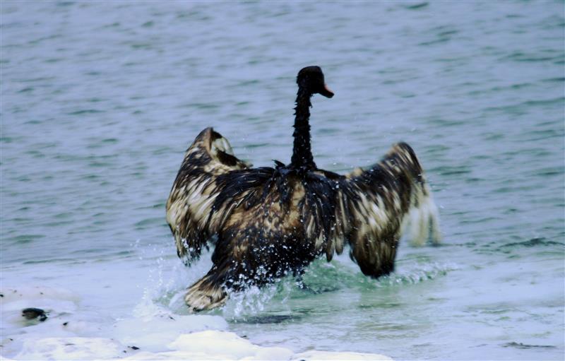 L&otilde;pparve Peeter Esimesele