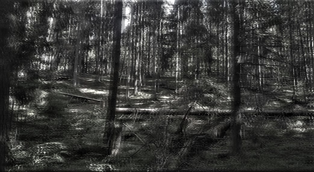 Valgemetsa metsaetendus „Kujuseinad“