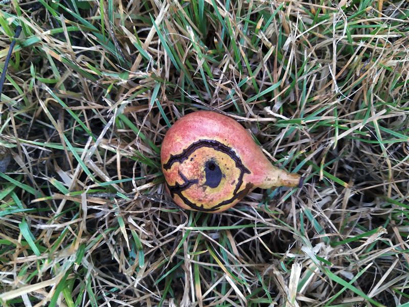 Ilu ja nali kui elu fundamentaalsed aspektid