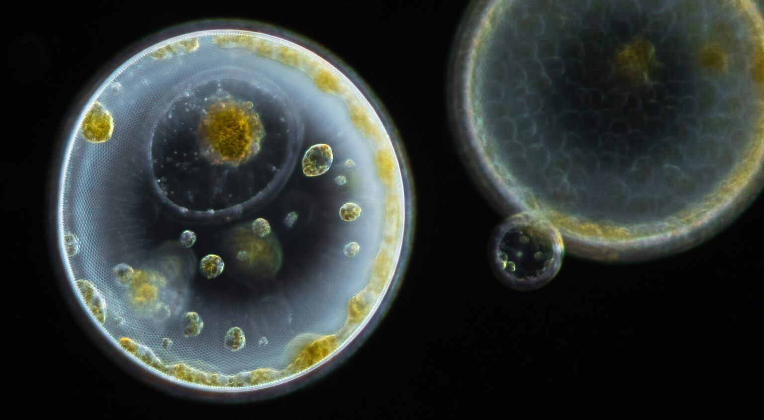 Filmifestival „Teadus ja kunst käsikäes“