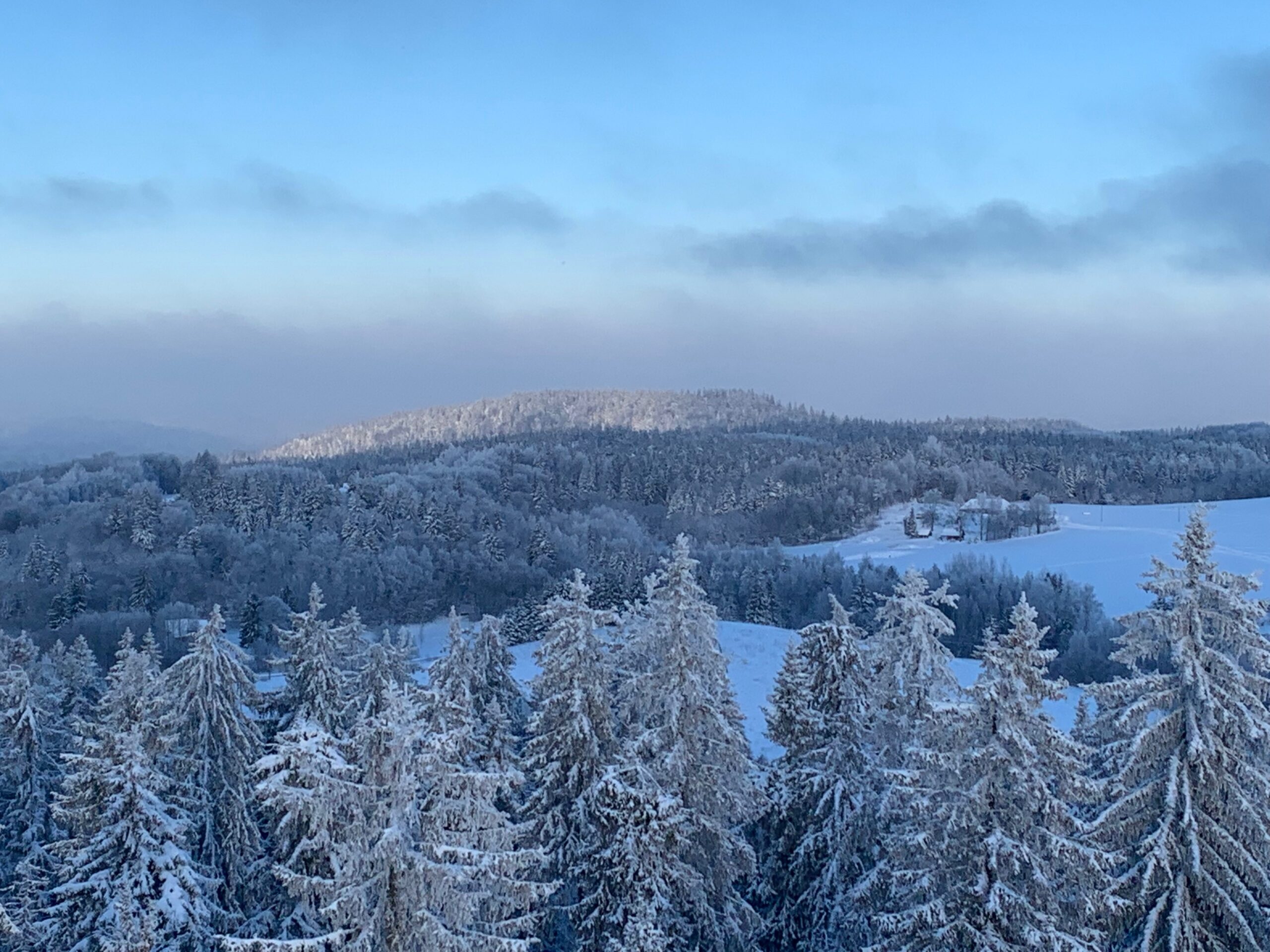 Metsa t&uuml;histamiss&otilde;nade t&uuml;histamine