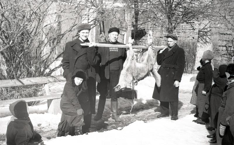 Saaremaa ajalugu ajaloo sees