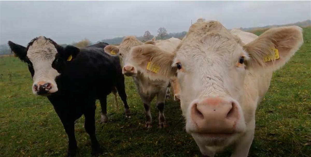 Neutraalsusest ja apoliitilisusest keskkonnateemade käsitlemisel (filmi)kunstis