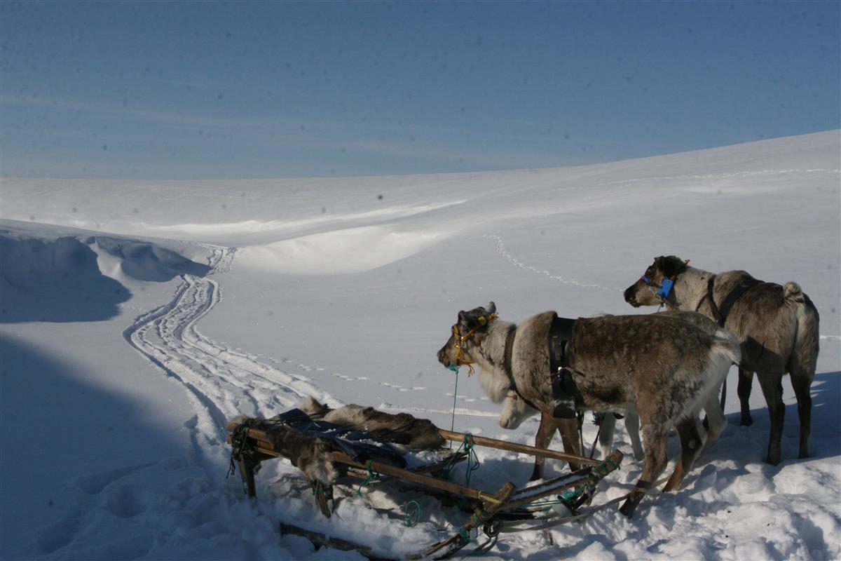 Neenetsite mured ja mineviku kaja