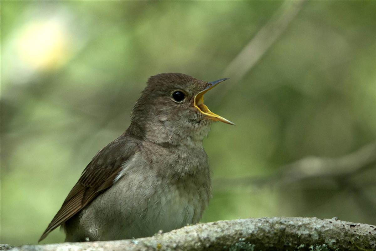 Laululindude laulus&otilde;nad