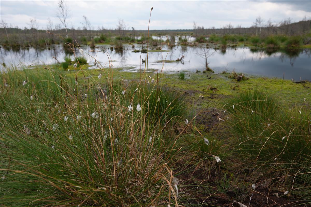 Looduse taastamise tähenduse määratlemine ja illusioonid