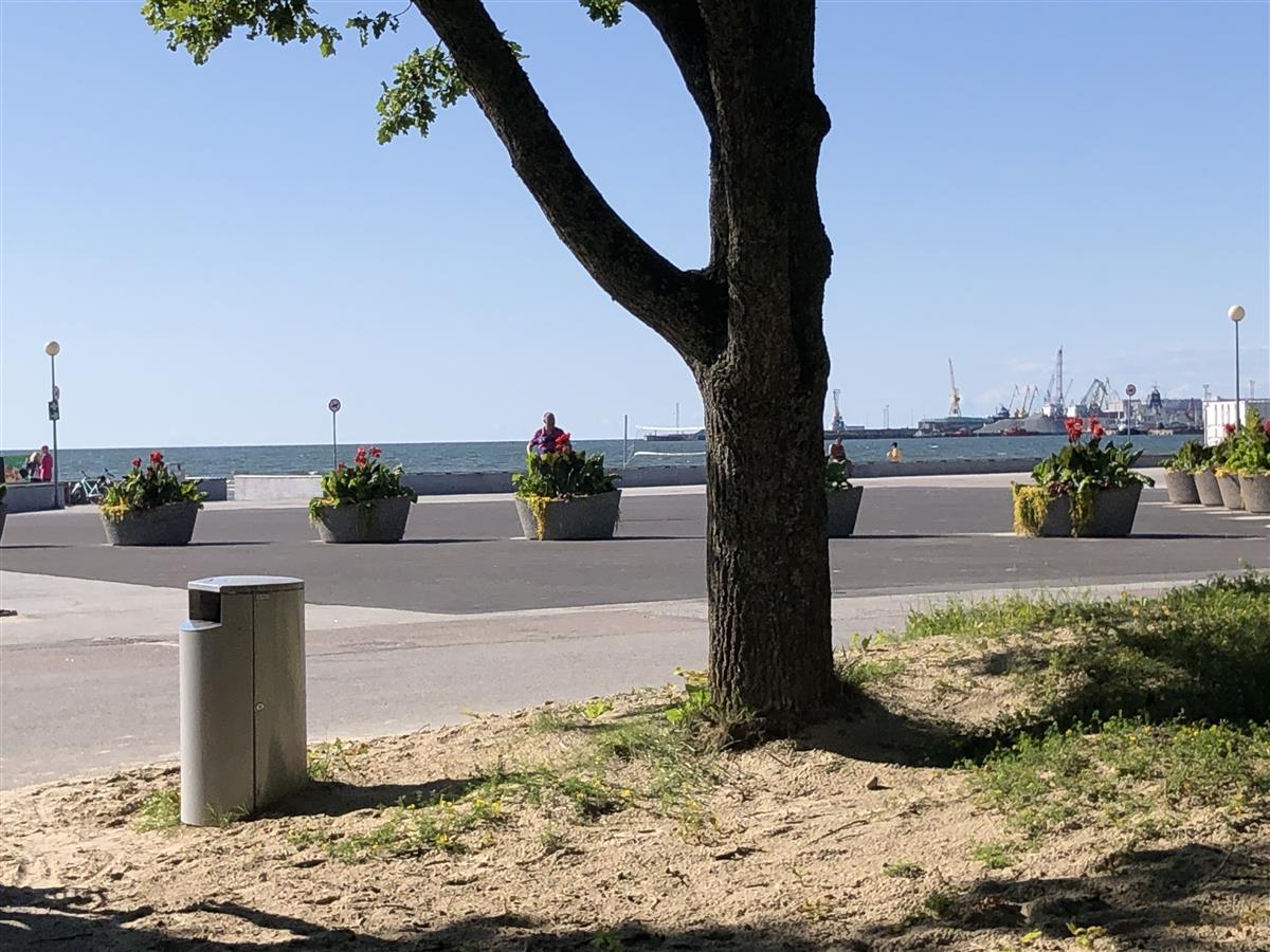 Juurdunud asfalt ja ratastel taimed