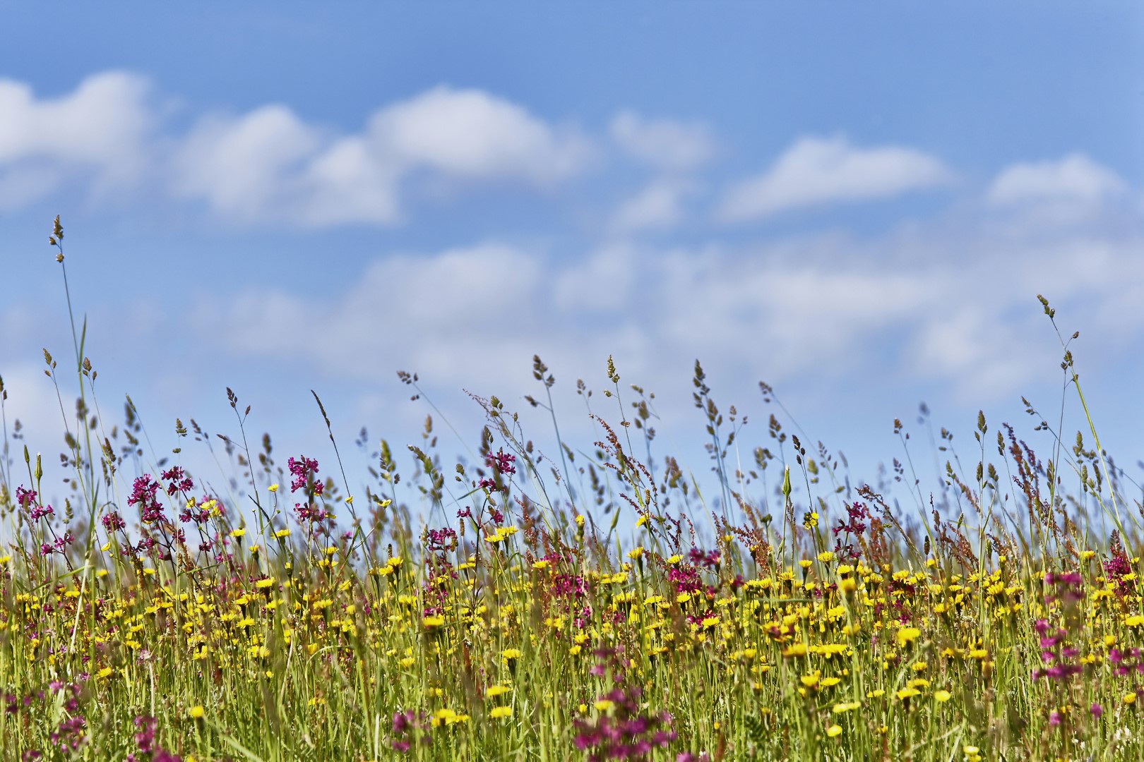 Kui kasv l&otilde;peb?