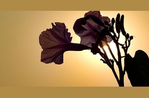 K&otilde;hkleva p&auml;ikese karehell peegeldus