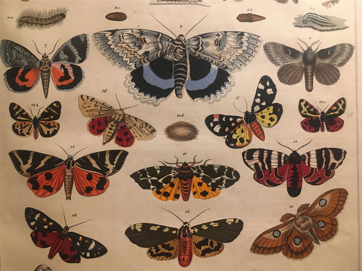 Putukad lugemissaalis – teadusraamatukogu uus reaalsus