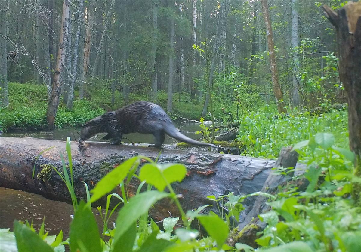 &bdquo;Kujuta ette&ldquo;