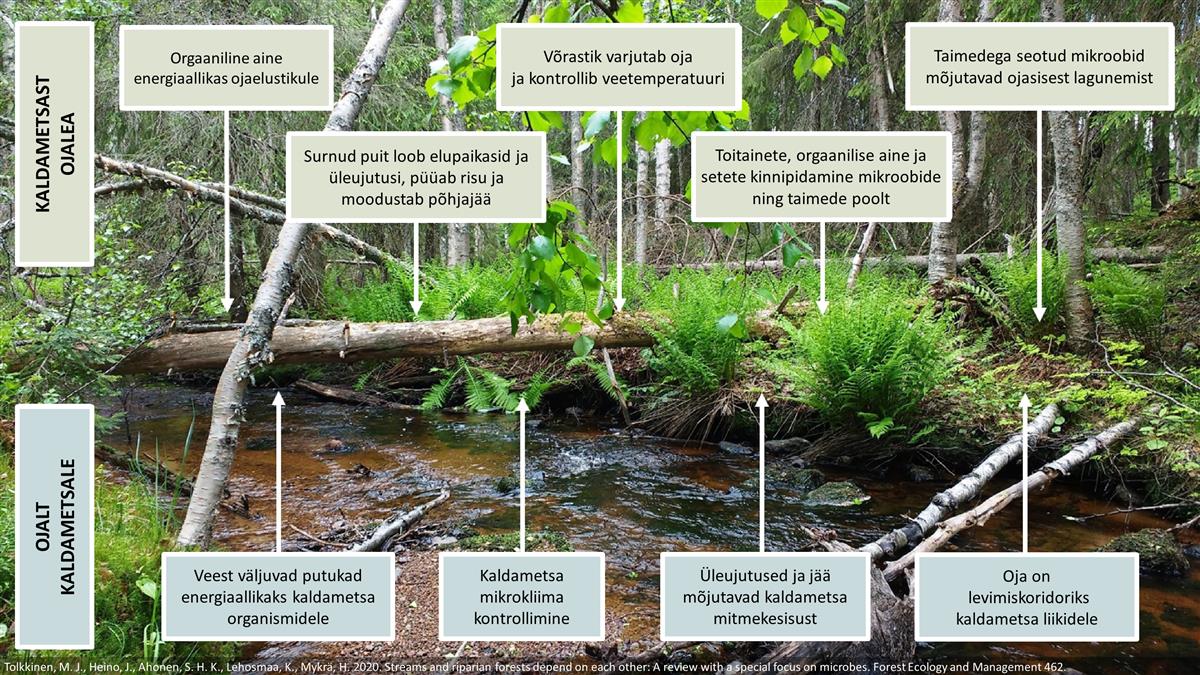 Millised on ojad ja j&otilde;ed?