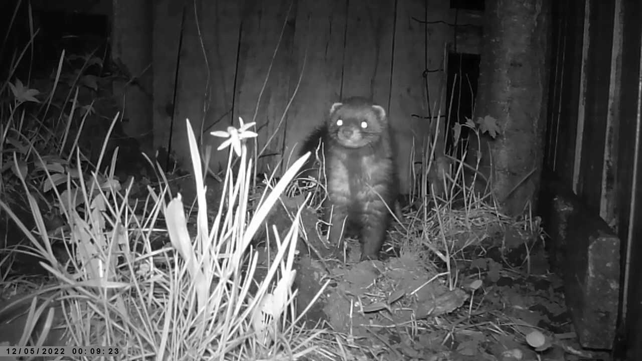 ERMi värske näitus „Kummalised kohtumised“ võtab fookusesse öised kohtumised linnas elavate loomadega