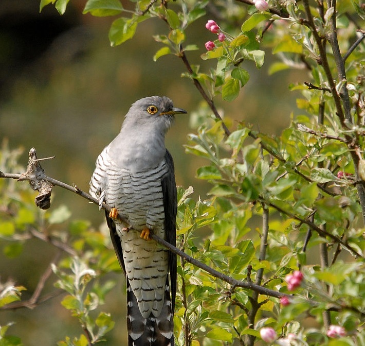 Väike linnujämmi välimääraja