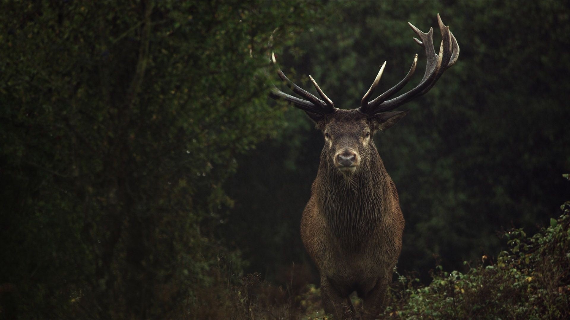 Kumu filmihooaeg algab inspireeriva loodusfilmiga