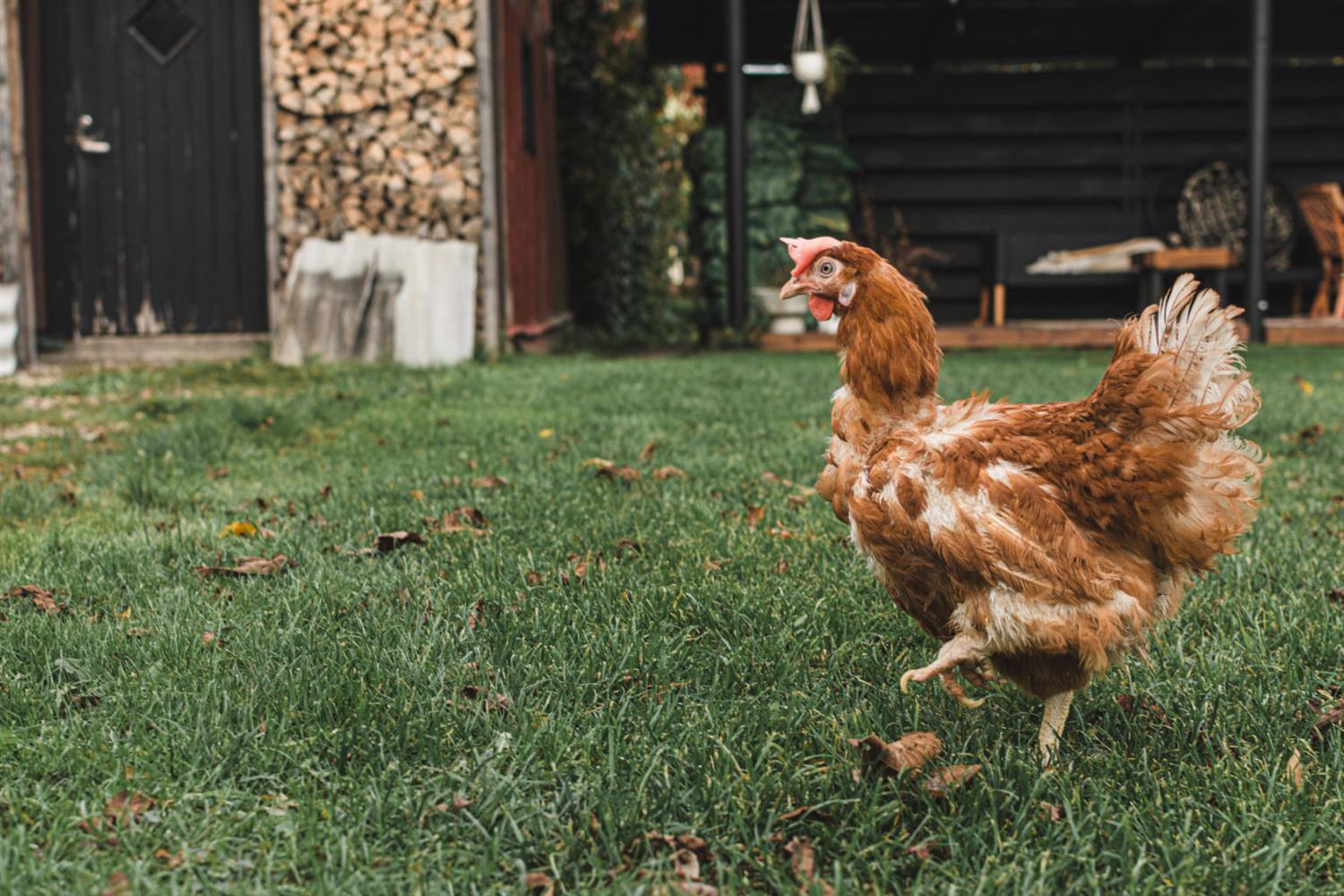 Teised liigid ja nende õigus elamisväärsele elule