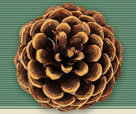 Seisavad haldjate õlgadel