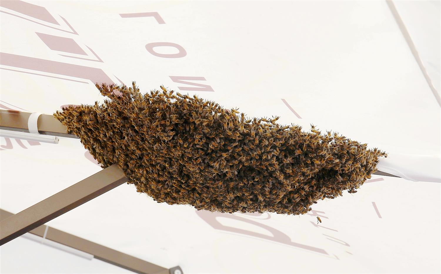 Ühismeedias raha lebab maas