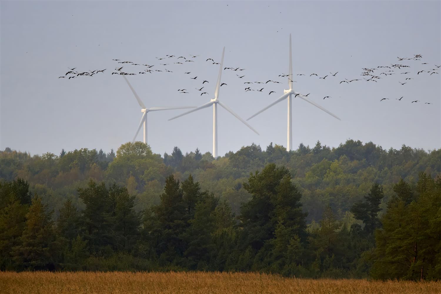 Infrahelist, hiigeltuugenitest ja neokolonialismist