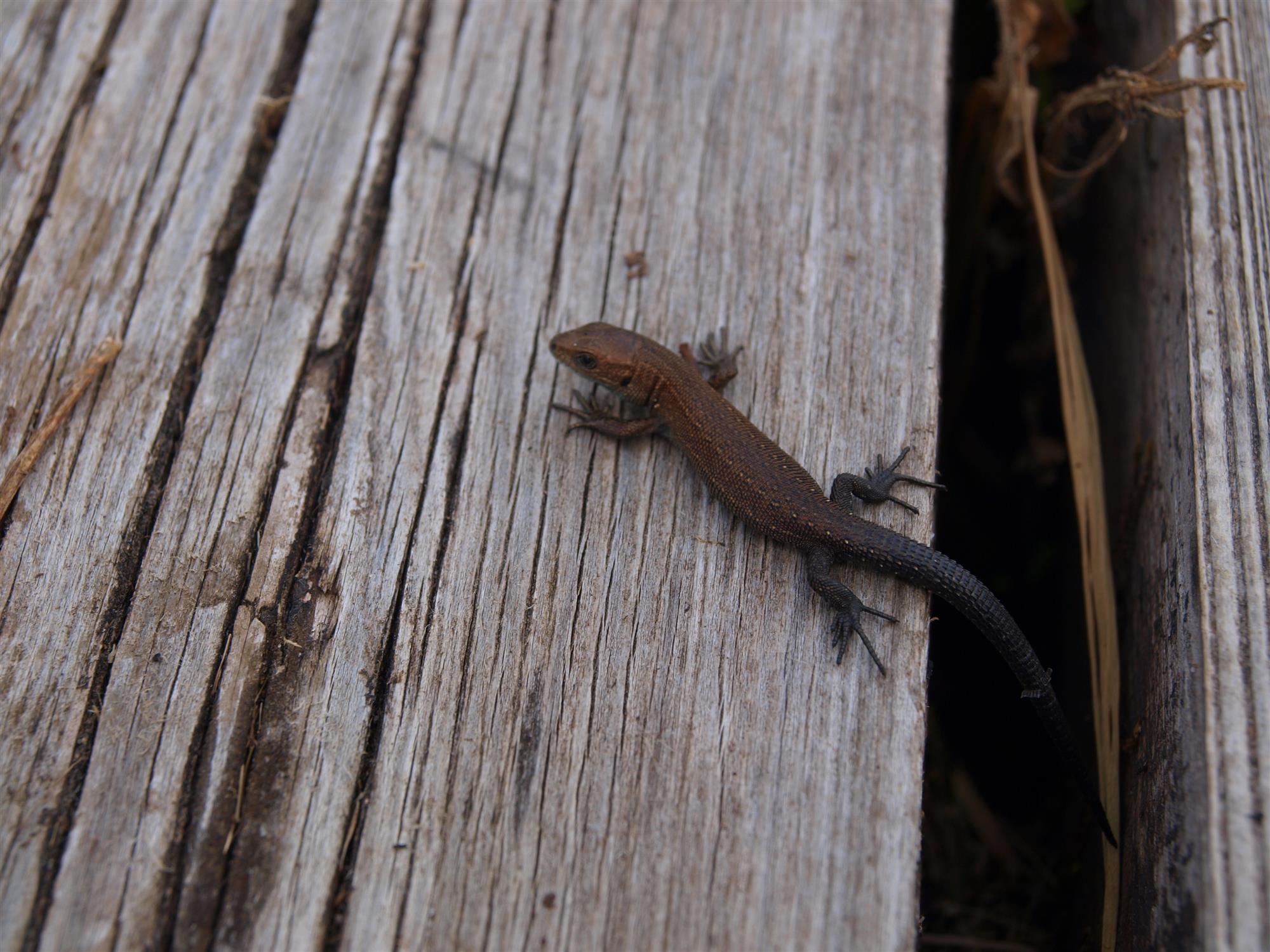 Teoreetilise bioloogia suundumused. Kogumik, mis inspireerib