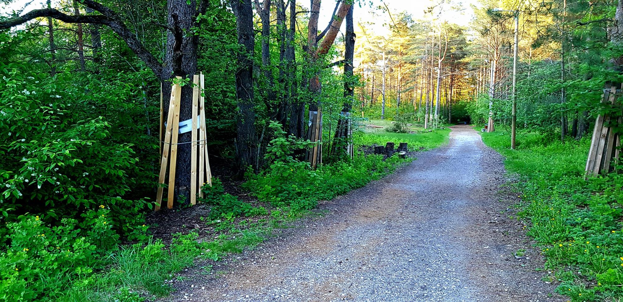 Metsarahva kohakiindumus