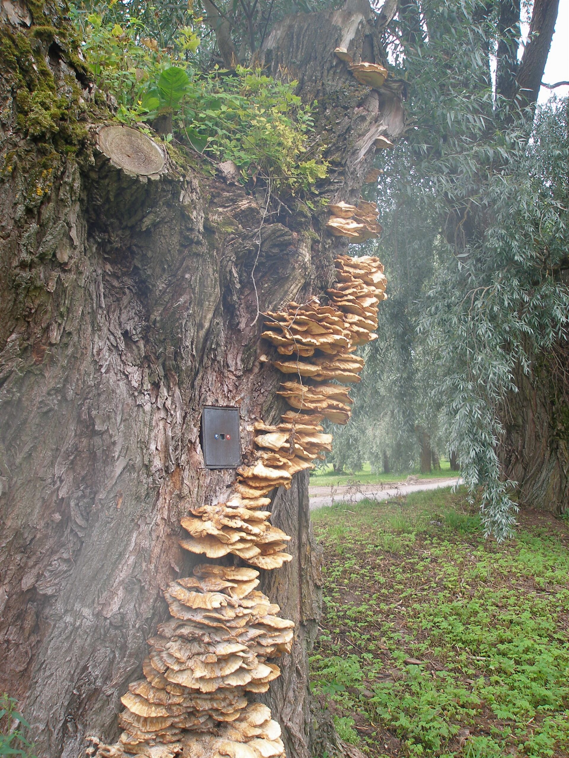 Tehisaru tehismaailmas