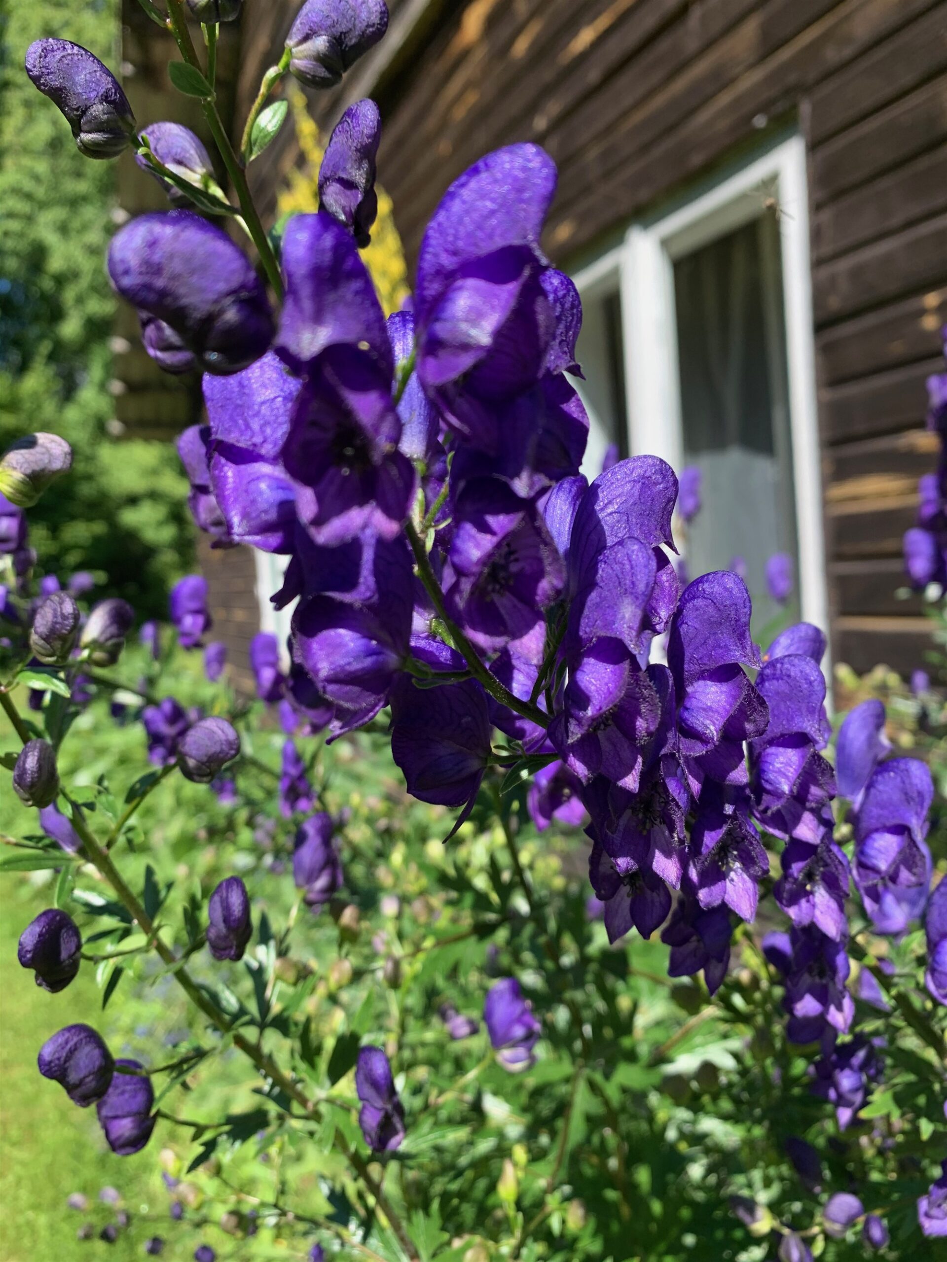 Ära toida oma hirme ehk Mürgine, mürgisem, mürgiseim