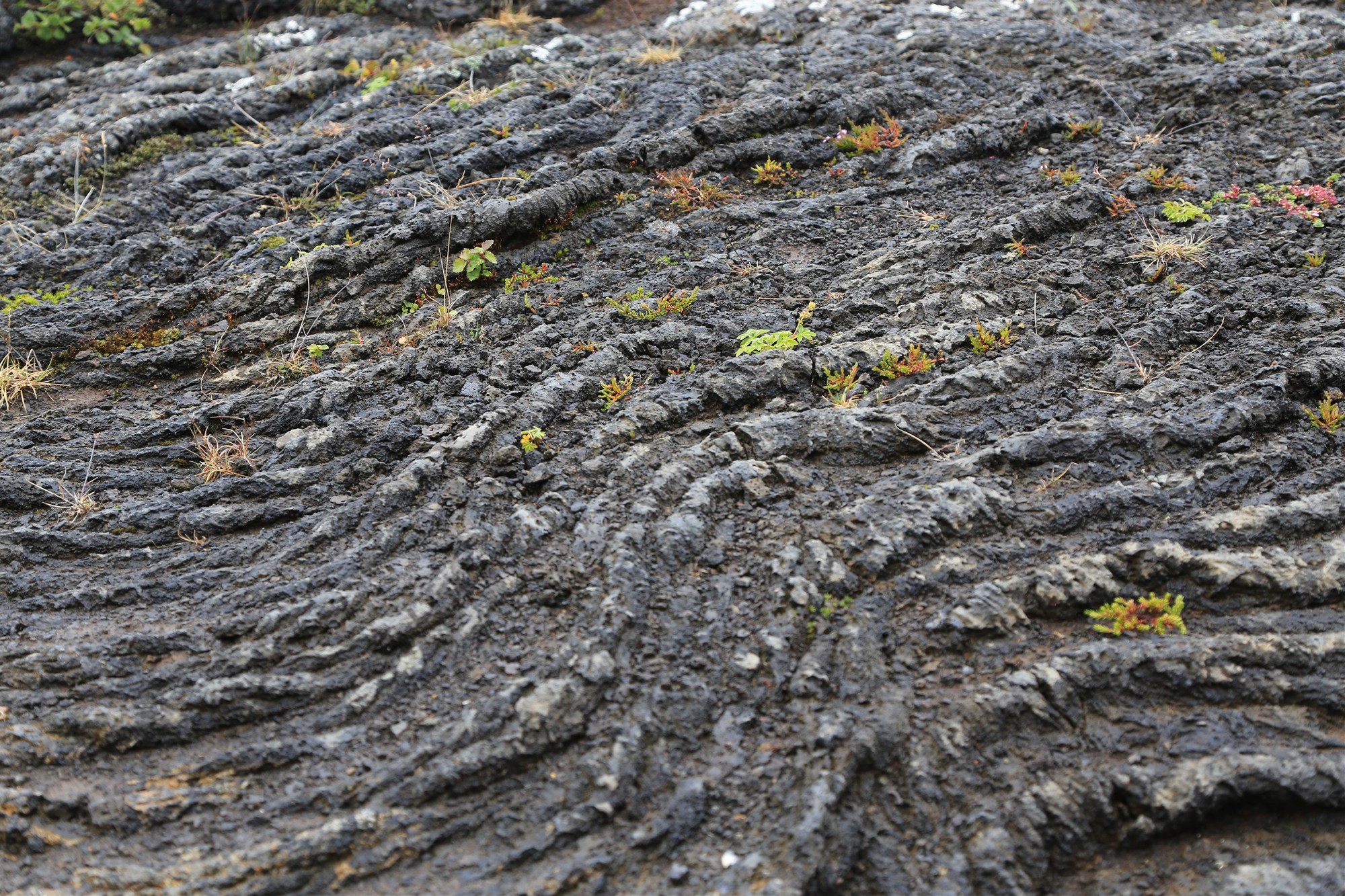 Mõrad globaalse teaduse kaunis tulevikus