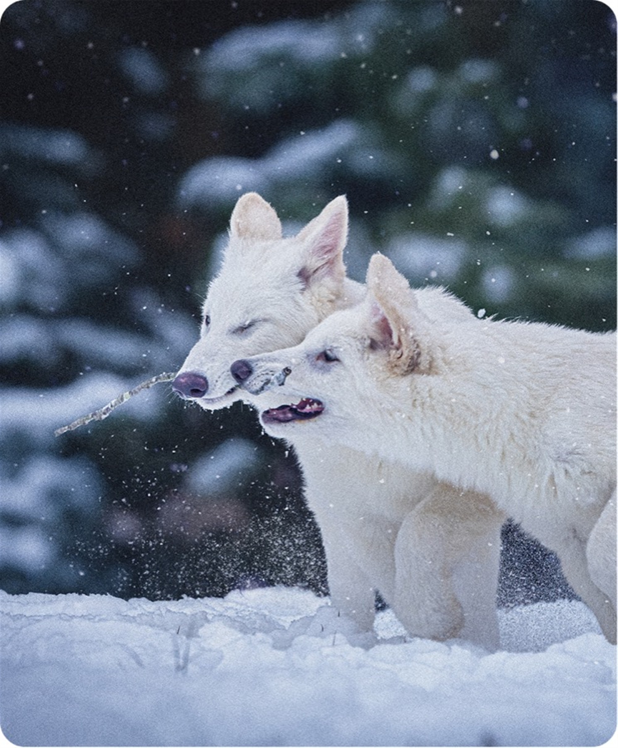 Toome kadunud liigid tagasi?!