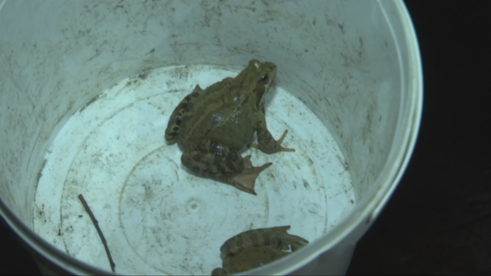 Imeloom poliitilises v&otilde;itluses