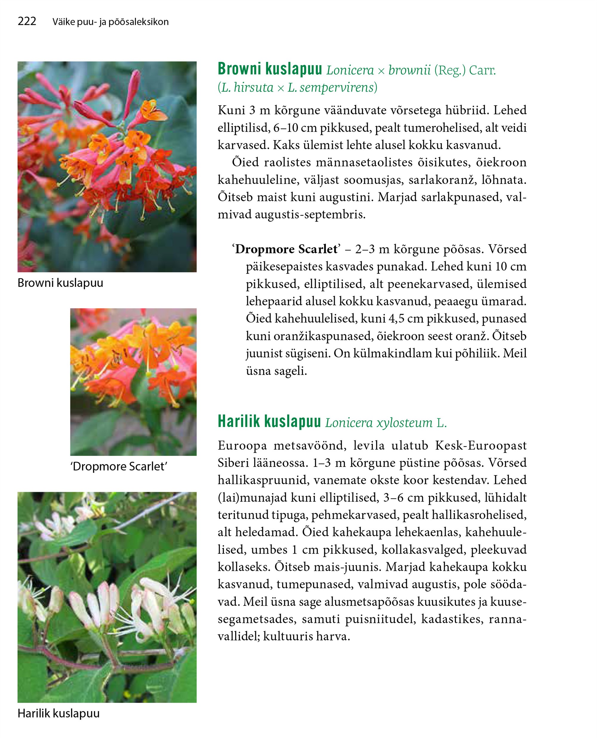 Uus puittaimede tutvustus ehk 100 aastat puittaimede määrajaid ja kirjeldajaid